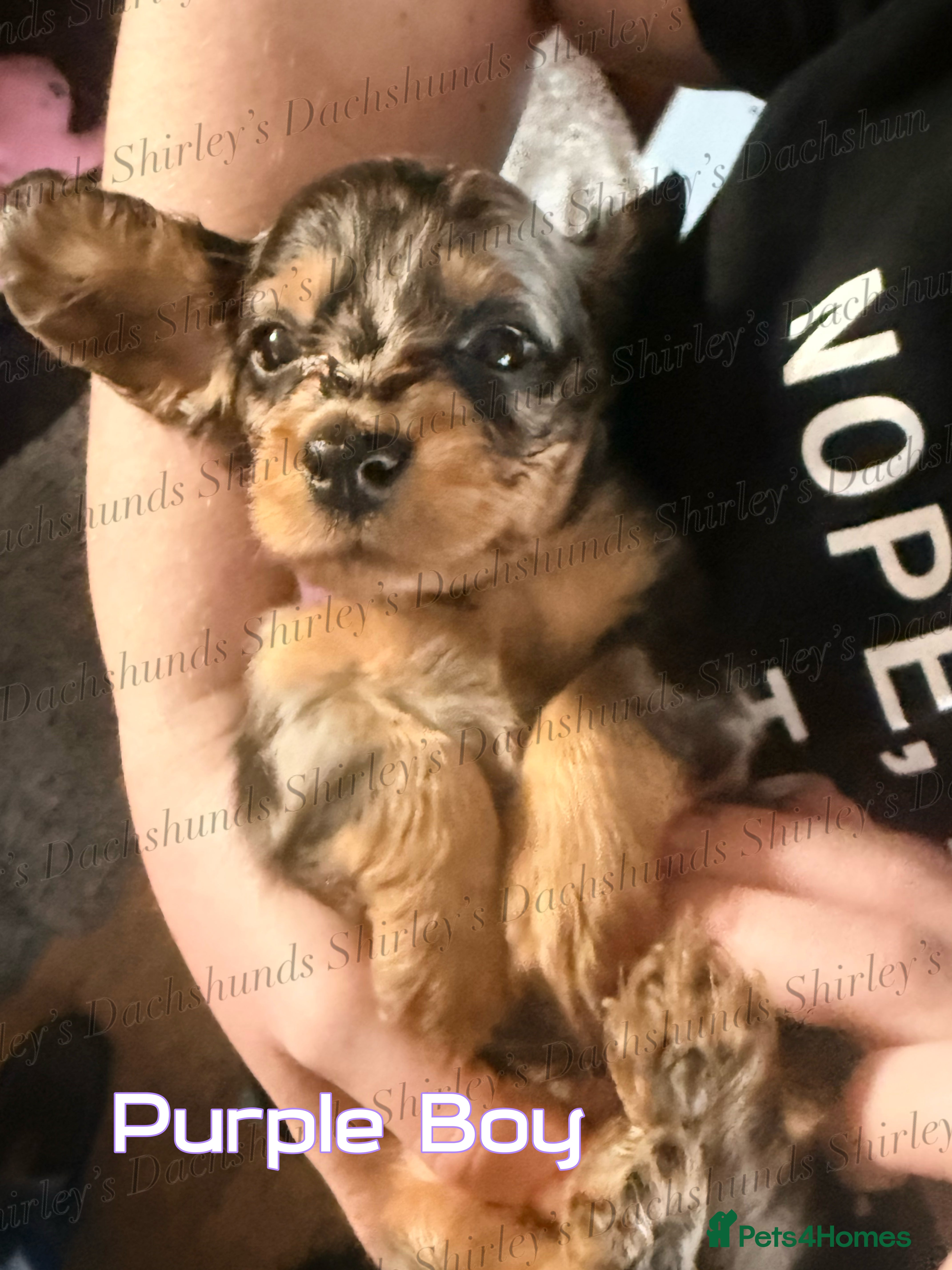 Miniature Dachshund dogs Last Silver Dapple Lh Mini Dachshunds KC Reg  - Advert 18