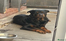Rottweiler dogs for stud: BEAR 🐻 BEAUTIFUL ROTTWEILER FOR STUD  - Image 5