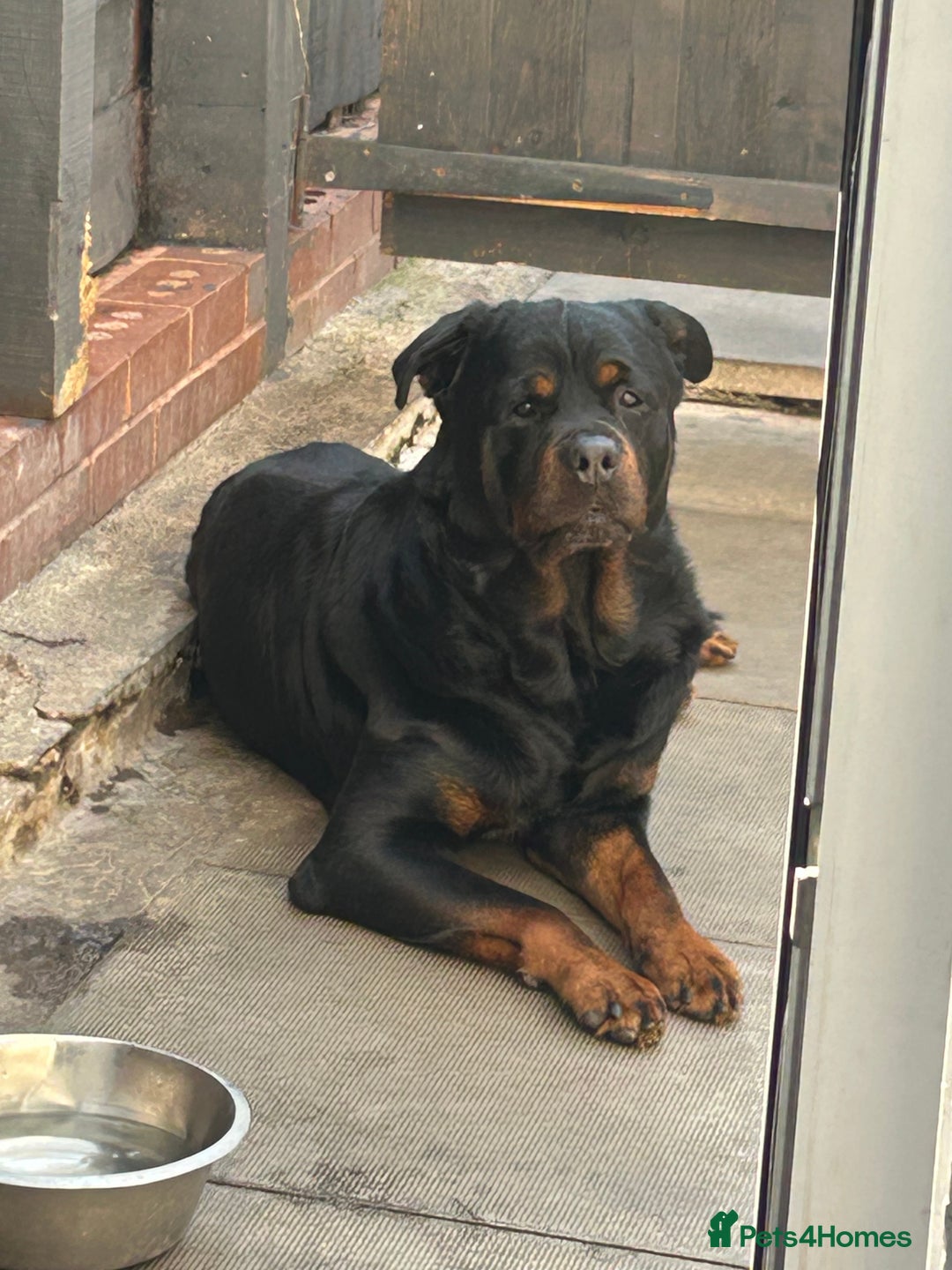 Rottweiler dogs for stud: BEAR 🐻 BEAUTIFUL ROTTWEILER FOR STUD  - Image 5