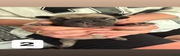 French Bulldog dogs for sale: Frenchie puppies - Advert 7