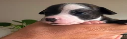Staffordshire Bull Terrier dogs for sale: Red and brindle Stafford puppies available ❤️🐾 - Advert 5