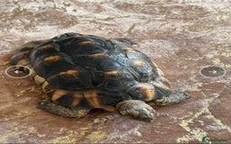 Tortoise reptiles for sale: Spur thighed tortoise  - Image 2