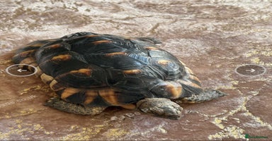 Tortoise reptiles  Marginated   tortoise  - Advert 7