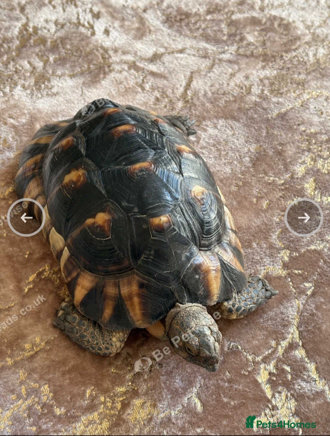 Tortoise reptiles for sale: Spur thighed tortoise  - Image 2