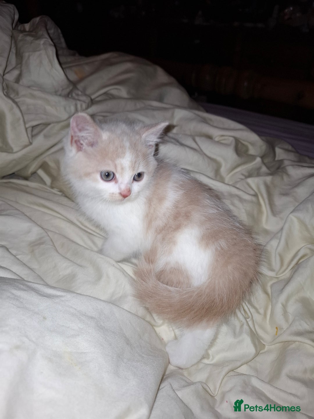 British Shorthair cats for sale: Beautiful British Shorthair Kittens.  - Advert 6