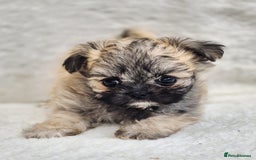 Shih Tzu dogs for sale: Gorgeous Small Imperial Shih tzu puppies READY - Image 17