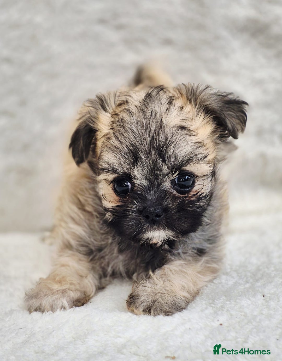 Shih Tzu dogs for sale: Gorgeous Small Imperial Shih tzu puppies READY - Image 17
