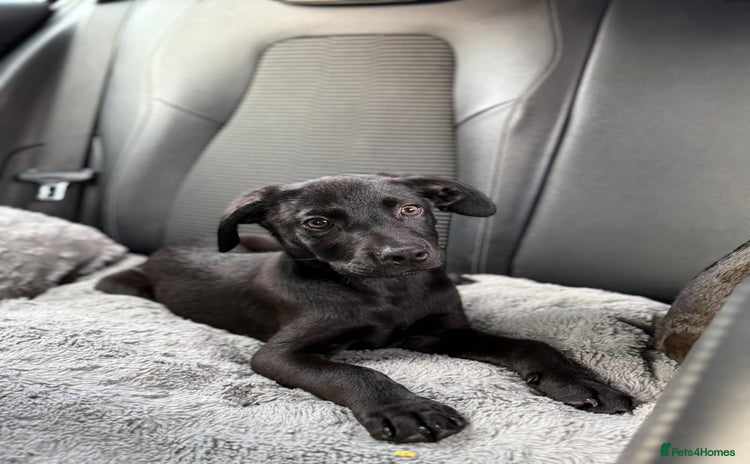 Mixed Breed dogs - Advert 16