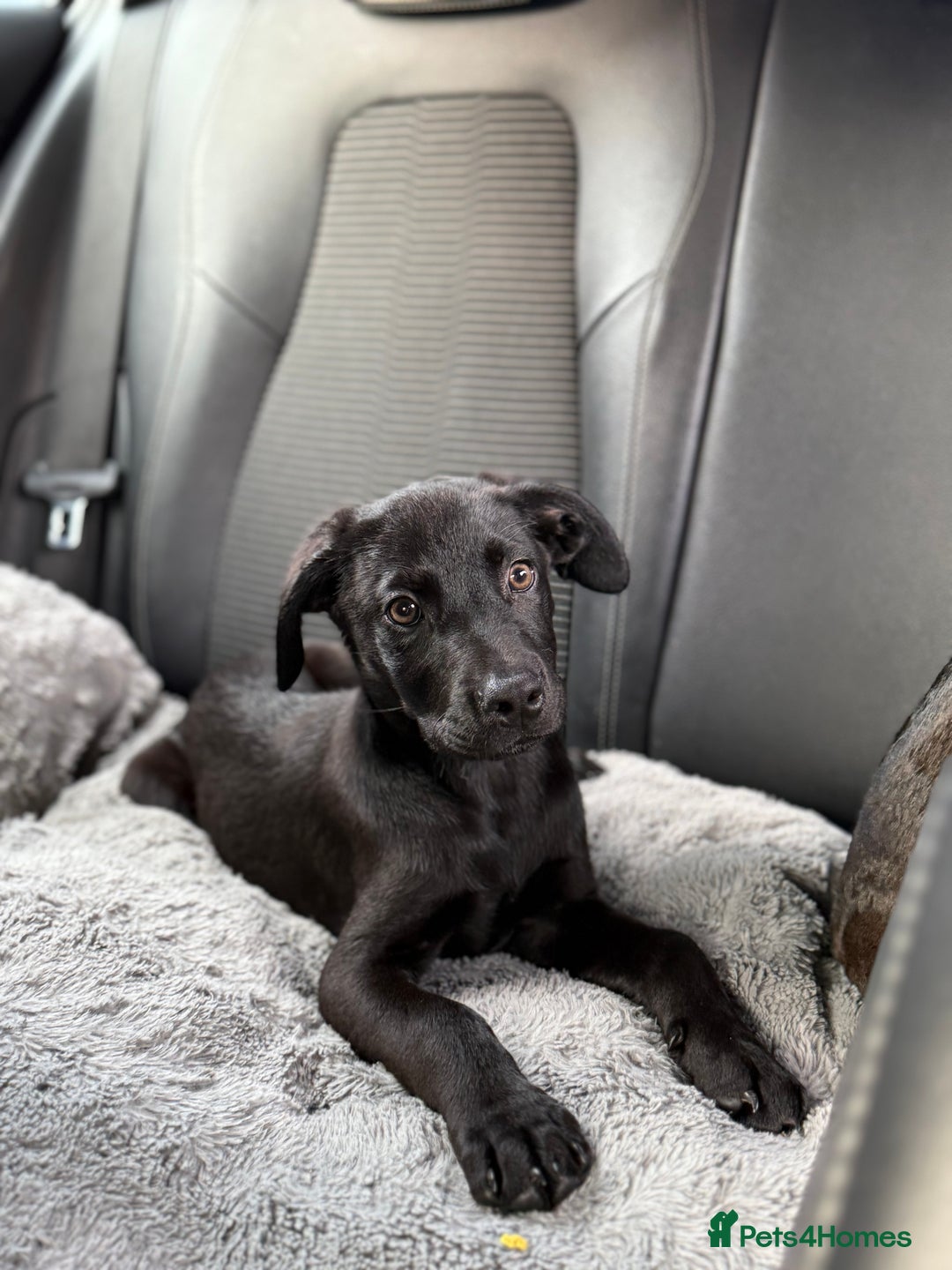 Mixed Breed dogs for sale: LAB X CANE CORSO PUP - Image 1
