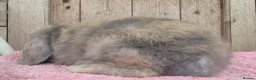 Mini Lop rabbits for sale: Mini lop babys ready now.  - Advert 6