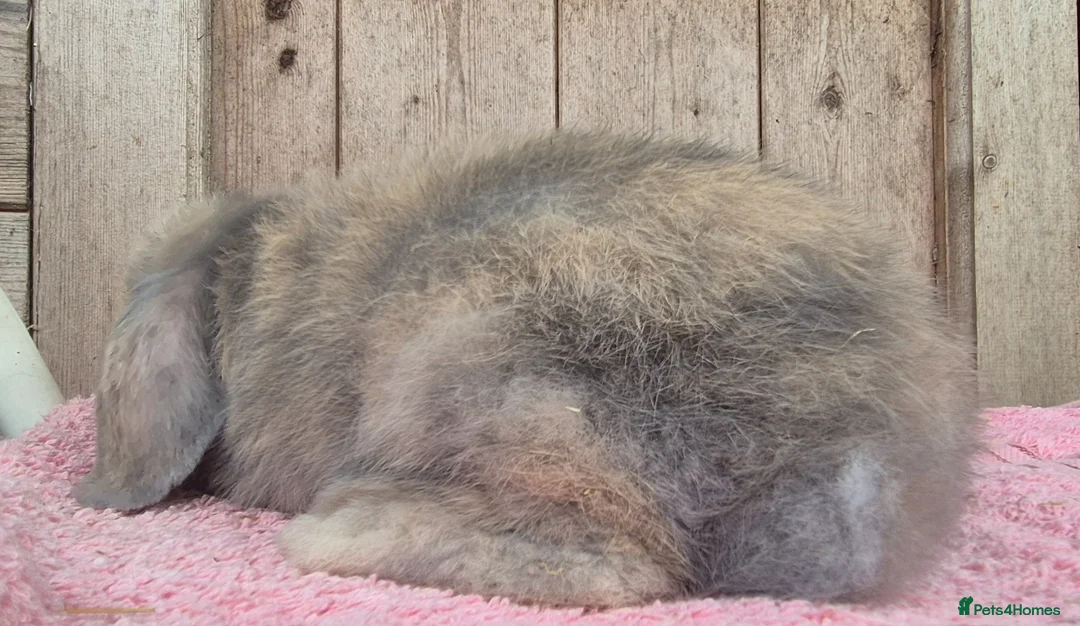 Mini Lop rabbits for sale: Mini lop babys ready now.  - Advert 6