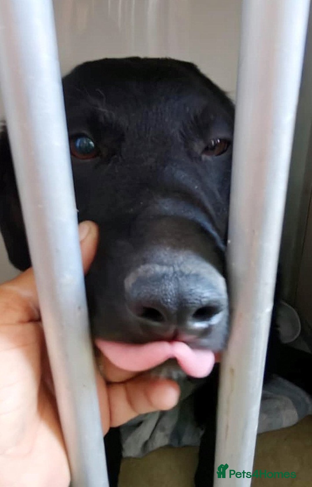 Mixed Breed dogs for adoption: Twix 🐶💛 Sweet, Sunny and Ready to Love - Advert 3