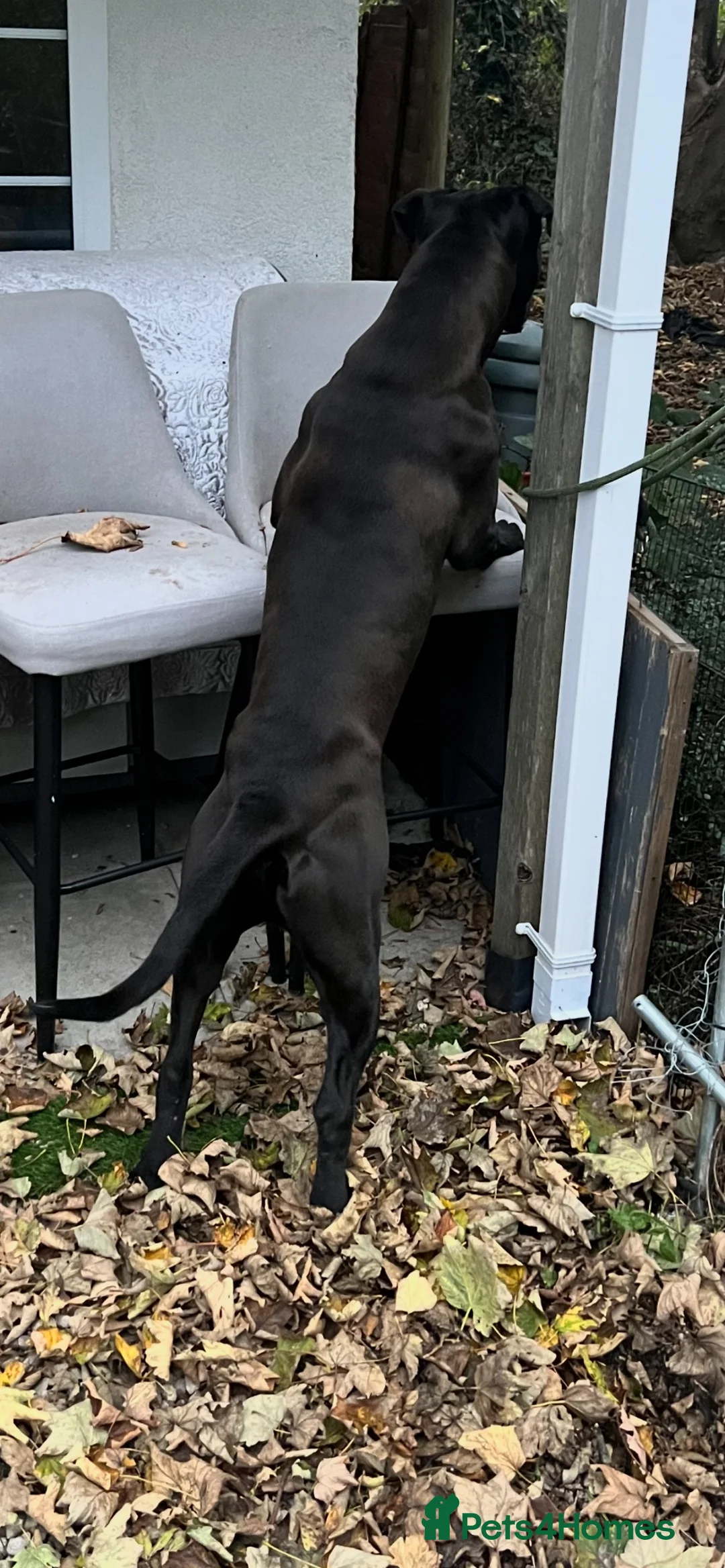 Cane Corso dogs for sale: Tyson  - Advert 7