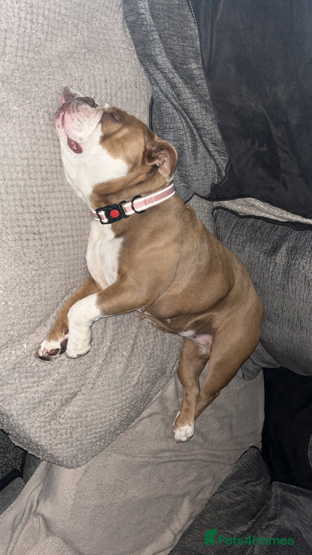 English Bulldog dogs for sale: Bonnie  - Image 6