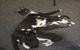 European cats for sale: Kittens - Image 5