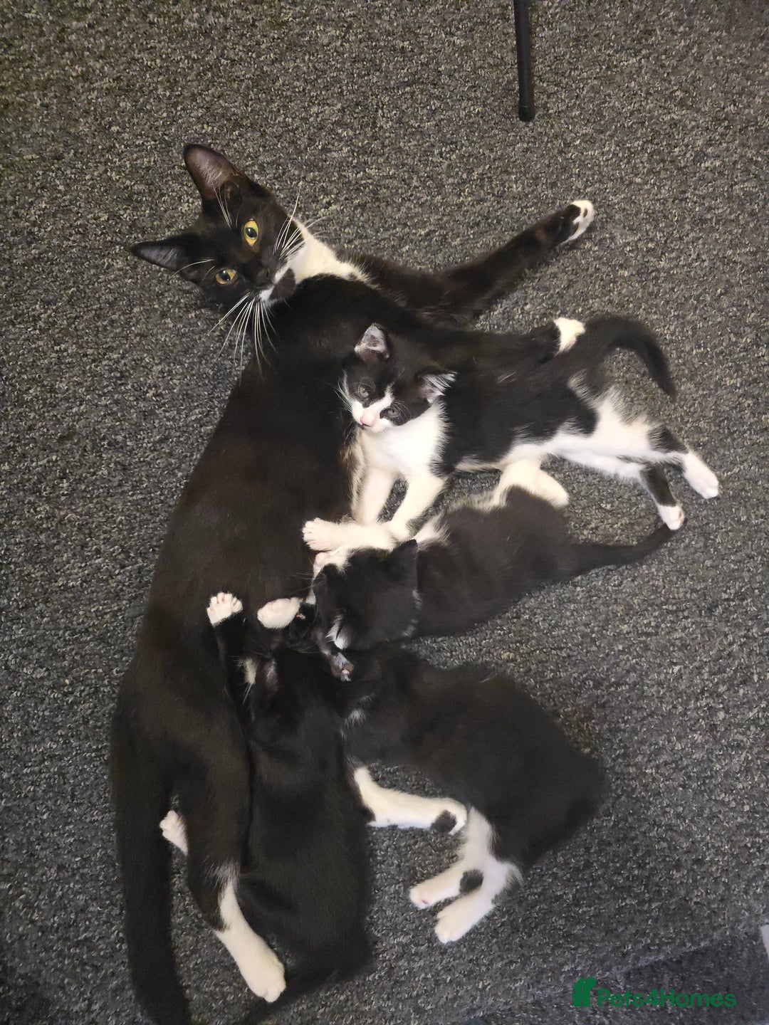European cats for sale: Kittens - Image 5