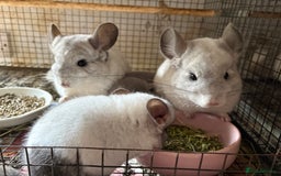 Chinchilla rodents for sale: Trio of Young Males - Image 8