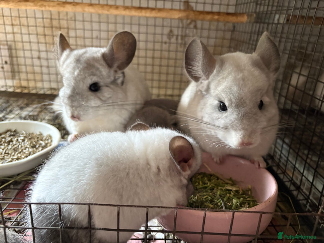 Chinchilla rodents for sale: Trio of Young Males - Image 8