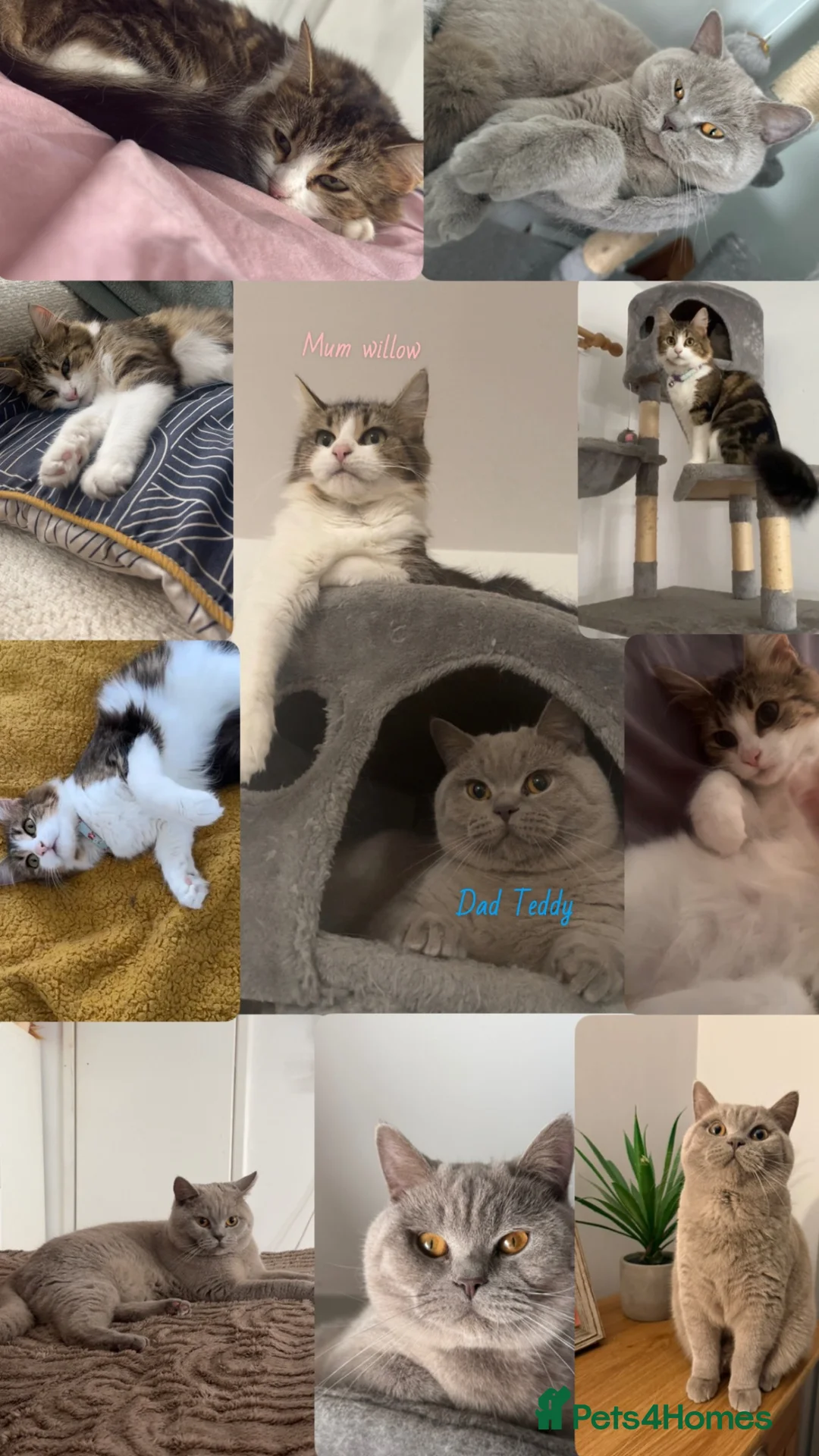 British Shorthair cats for sale: British shorthair mix  - Advert 1