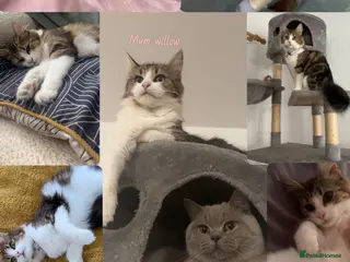 British Shorthair cats British shorthair mix - Advert 1
