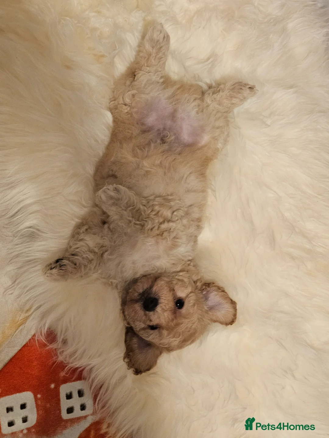 Maltipoo dogs for sale: 🐶 Beautiful Apricot Maltipoo Puppies for Sale 🐶 - Advert 8