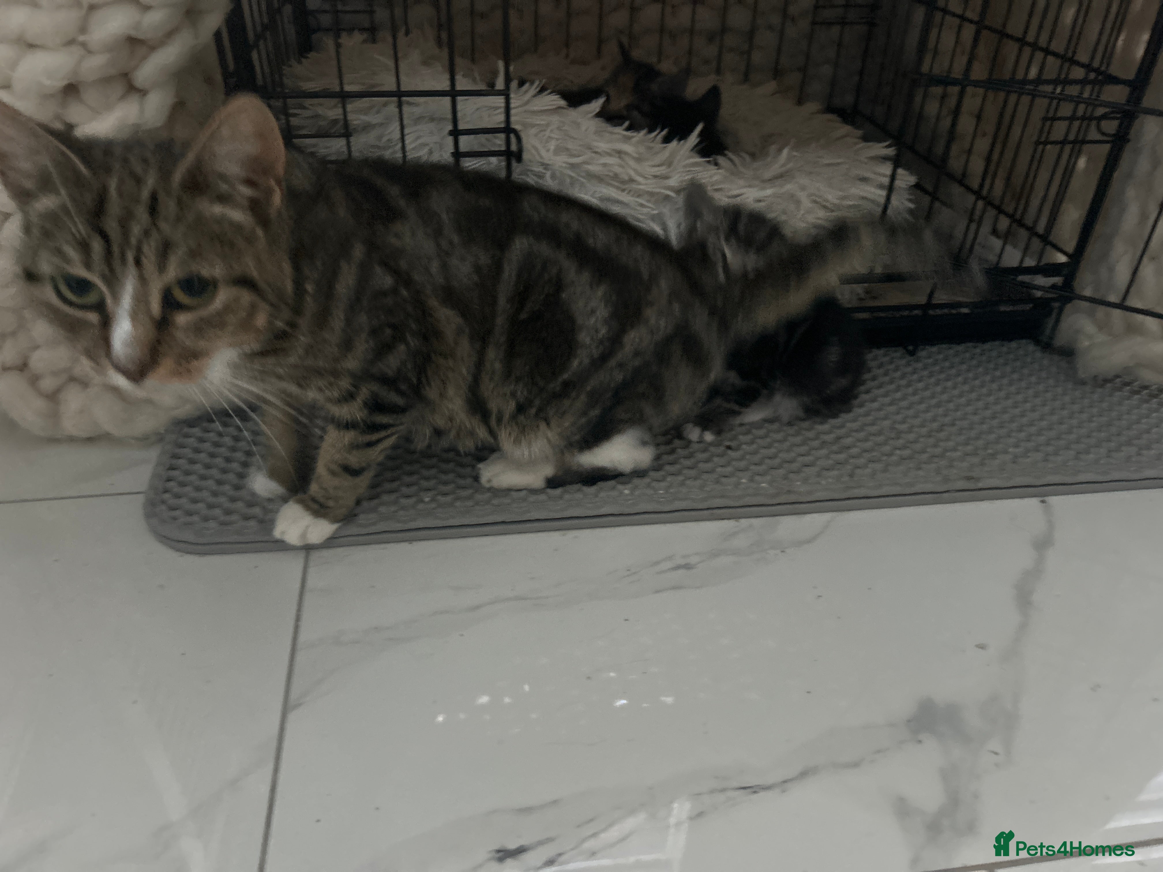 Mixed Breed cats Tabby kittens for sale - Advert 10