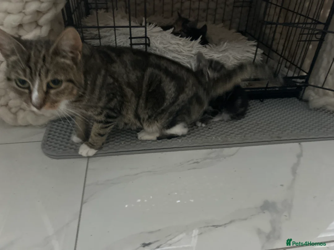 Mixed Breed cats for sale: Tabby kittens for sale in Sunderland - Advert 1