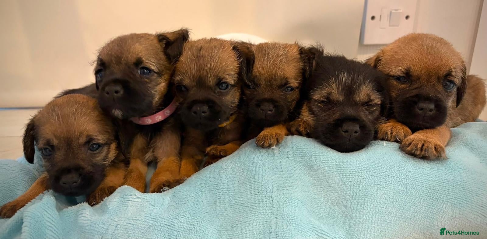 Border Terrier dogs Kc registered border terrier puppies - Advert 1