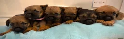 Border Terrier dogs for sale: Kc registered border terrier puppies - Advert 1