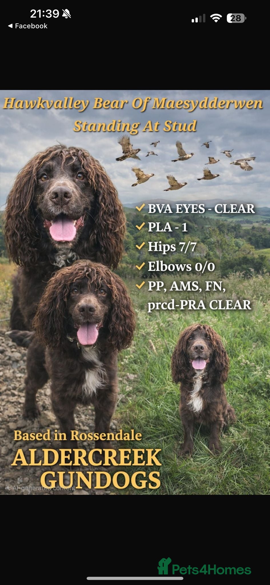 Cocker Spaniel dogs Maesydderwen bear at stud, health tested, proven  in Rossendale - Advert 8