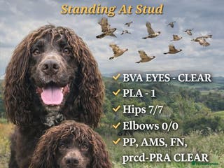 Cocker Spaniel dogs Maesydderwen bear at stud, health tested, proven in Rossendale - Advert 8