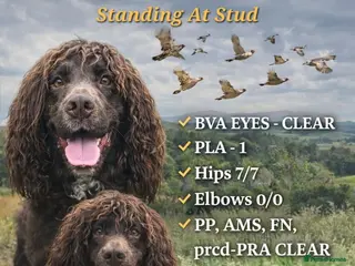 Cocker Spaniel dogs Maesydderwen bear at stud, health tested, proven in Rossendale - Advert 22