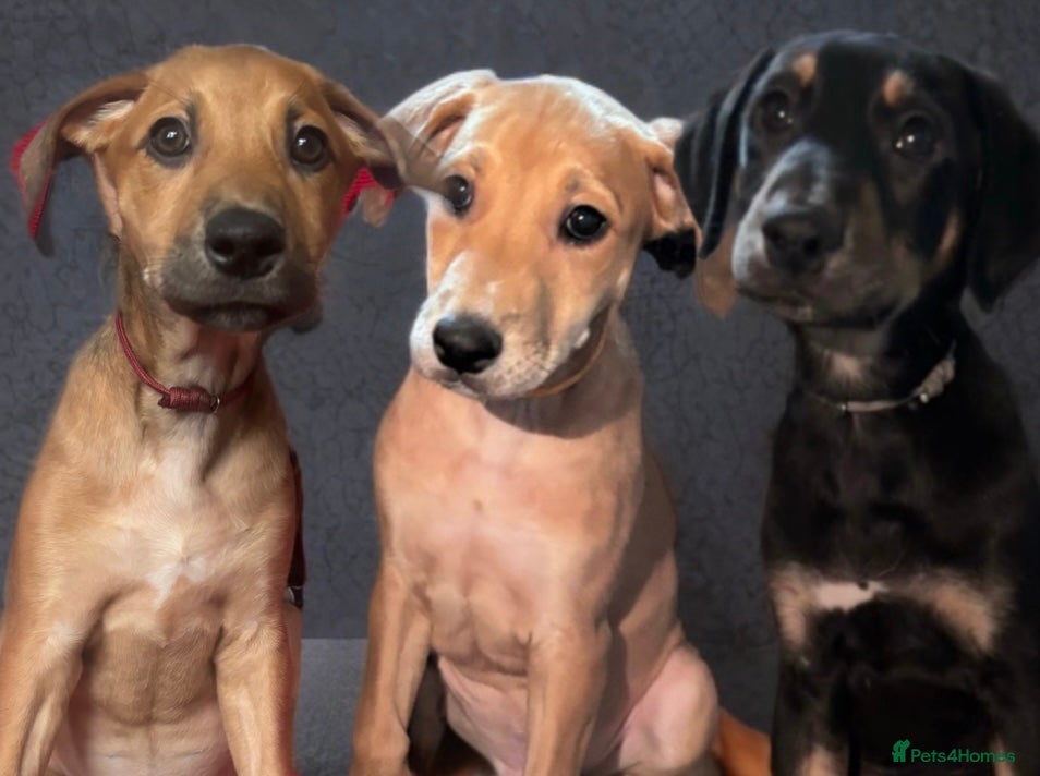 Mixed Breed dogs Lurcher Puppies, READY TO GO . Three left   - Advert 7