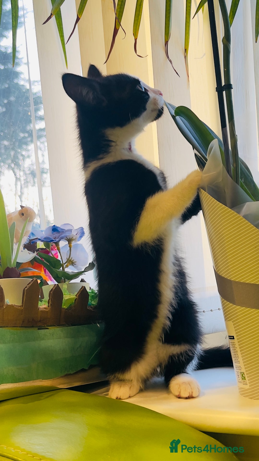 Mixed Breed cats for sale: Wonderful ,healthy clever village Kittens for sale - Advert 26