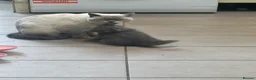British Shorthair cats for sale: Rehoming Sisu  - Advert 3