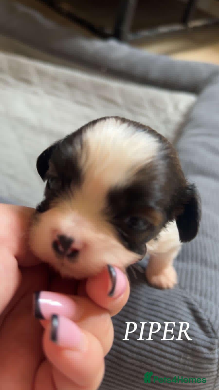Cava Tzu dogs for sale: Gorgeous F1 Cava tzu puppies  - Advert 6