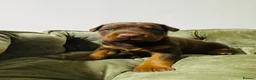 Dobermann dogs for sale: *Outstanding European Dobermanns for sale* - Advert 8