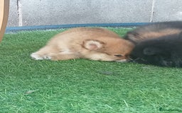 Pomeranian dogs for sale: Pomeranian fox boy dew to home falling through  in Worksop - Image 14
