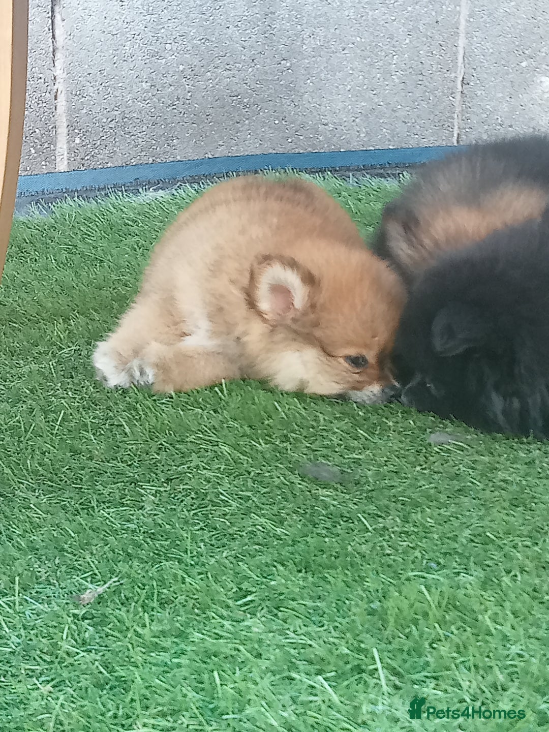 Pomeranian dogs for sale: Pomeranian fox boy dew to home falling through  in Worksop - Image 14