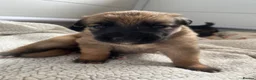 German Shepherd dogs for sale: Free Female German shepherd / Lurcher 1 year old in Gateshead - Advert 15