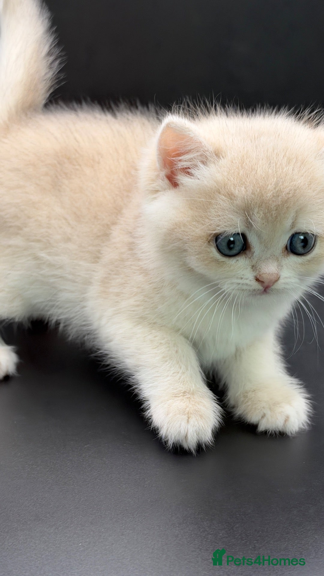 British Shorthair cats BSH GCCF GOLDEN AND LILAC KITTENS  - Advert 17