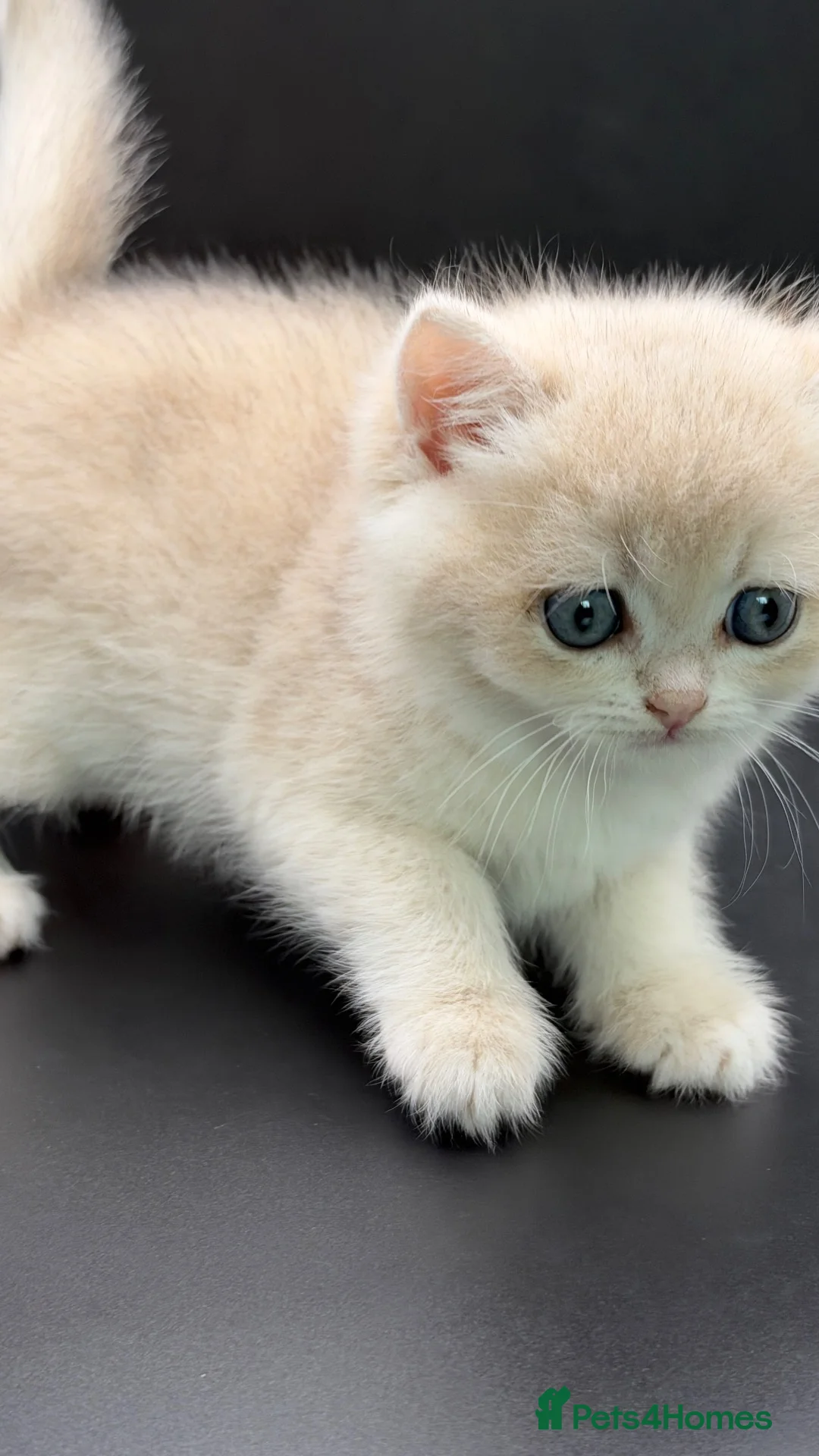 British Shorthair cats for sale: BSH GCCF GOLDEN AND LILAC KITTENS  in Basildon - Advert 1