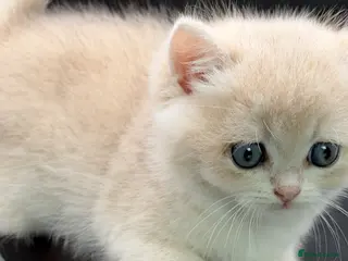 British Shorthair cats BSH GCCF GOLDEN AND LILAC KITTENS - Advert 1