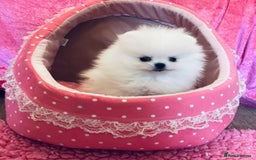 Pomeranian dogs for sale: Stunning teddybear face Boys Ready🌟 - Advert 15