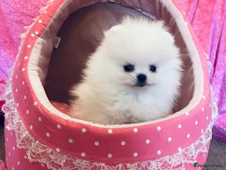 Pomeranian dogs - Advert 2