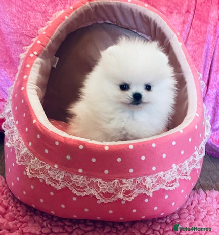 Pomeranian dogs - Advert 1