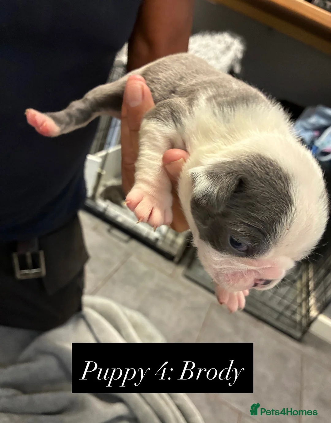 Boston Terrier dogs for sale: ✨Beautiful Boston Terrier Puppies✨ in Leeds - Advert 2