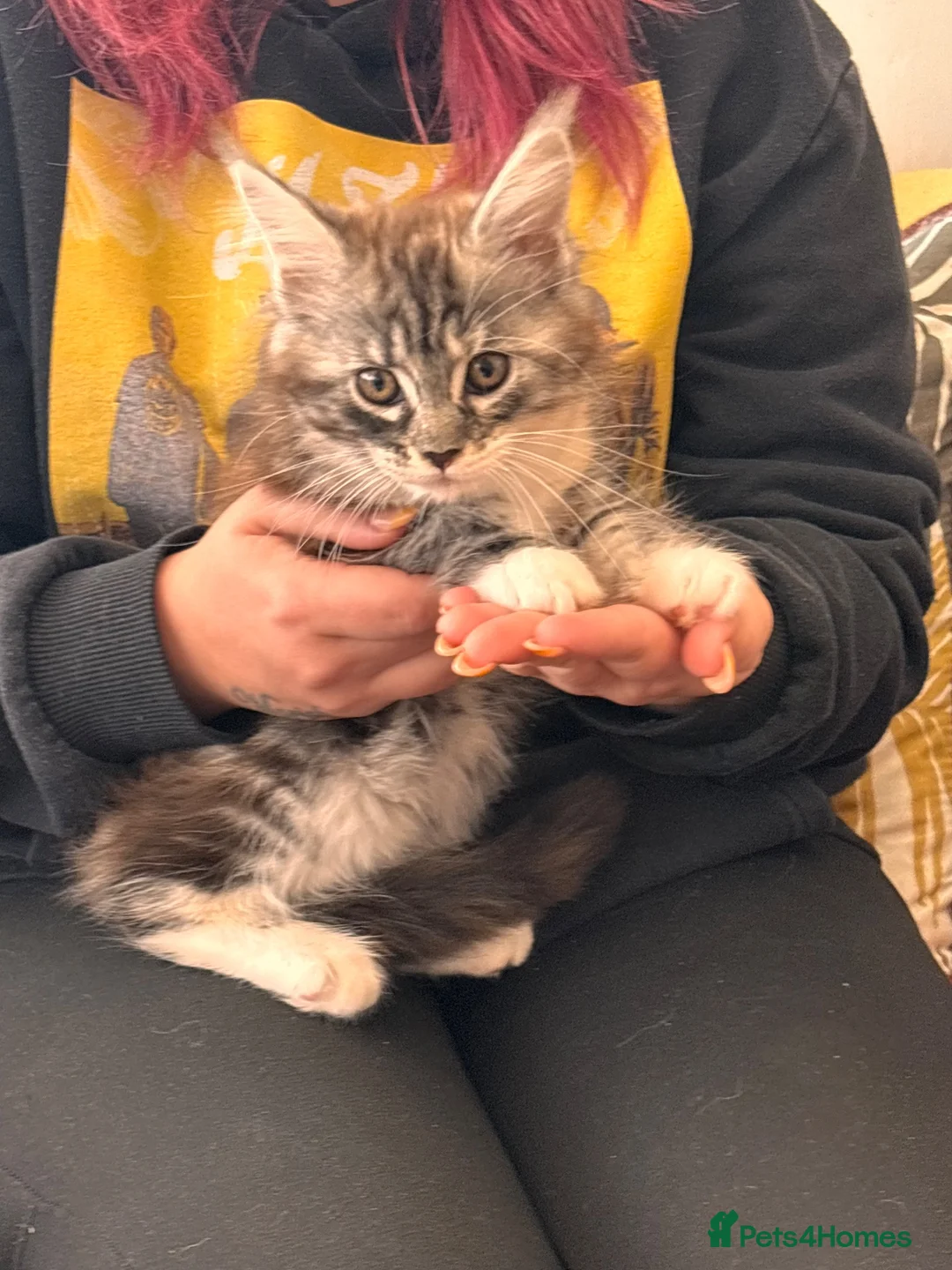 Maine Coon cats for sale: Maine Coon Kittens  - Advert 2