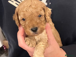 Cavapoochon dogs Cavapoochon Pups.Ready 20th December.DNA Parents. - Advert 15