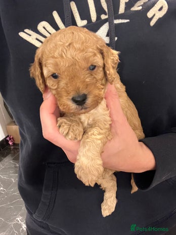 Cavapoochon dogs Cavapoochon Pups.Ready 20th December.DNA Parents. - Advert 1